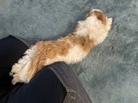 コタロウくんの「とろけ寝」上からのショットもすごい！（画像提供：コタロウだよさん）