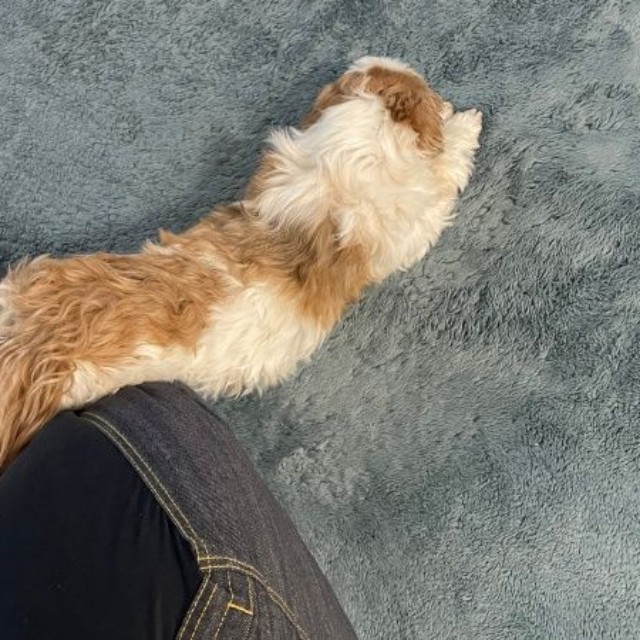 コタロウくんの「とろけ寝」上からのショットもすごい！（画像提供：コタロウだよさん）