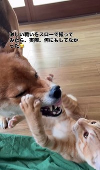 ちゃまるちゃんの顔を両手でおさえるわさびくん（画像提供：@chamaru0617さん、Instagramよりキャプチャ撮影）