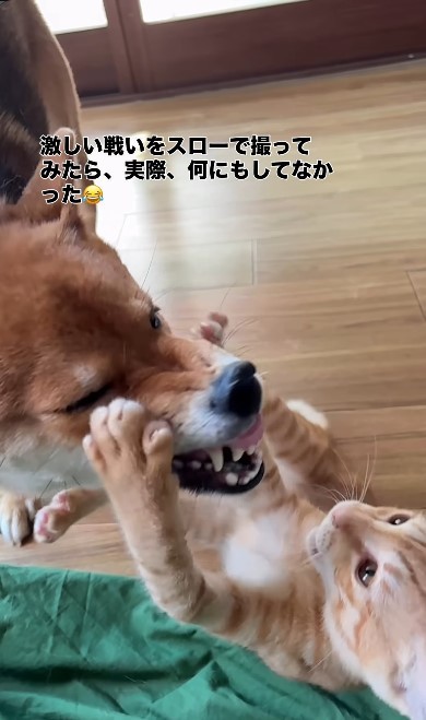 ちゃまるちゃんの顔を両手でおさえるわさびくん（画像提供：@chamaru0617さん、Instagramよりキャプチャ撮影）