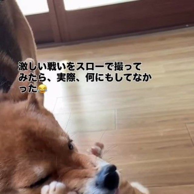 ちゃまるちゃんの顔を両手でおさえるわさびくん（画像提供：@chamaru0617さん、Instagramよりキャプチャ撮影）