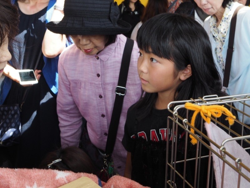 猫の譲渡会で大人相手に真剣な眼差し　（菅聖子さん提供）