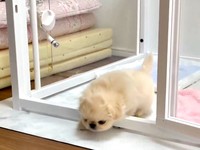 おそるおそる顔をのぞかせてみるわた坊くん（画像提供：ペキニーズのわた坊さん）
