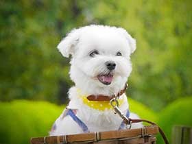 人見知りで犬見知りなところが魅力　マルチーズの「ひろし」