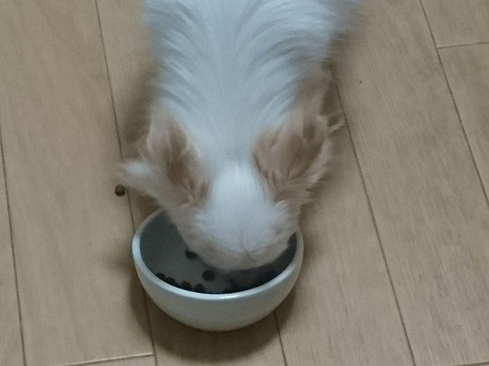 預かり初日（１時間後）ぱくぱくごはんを食べたそうです