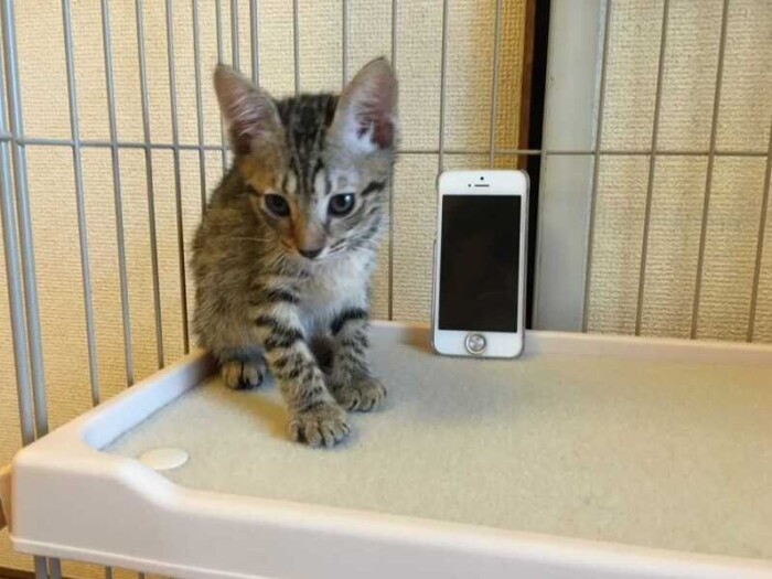 家にきたころの「あんこ」