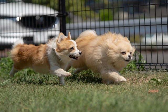 風に負けじと並んで歩く琥珀くん（左）とゆきとくん（右）（提供：たぬらにあんさん）