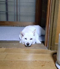 遊んでもらえなくてもしっかりルールを守って待っているこめこちゃん【提供：白柴米粉（こめこ）さん】