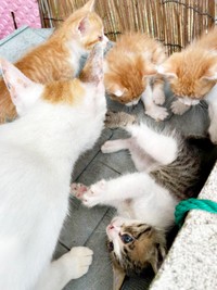 左手前にいるのが母猫。茶白4匹、キジ白1匹の5兄妹猫でした（画像提供：たちつてとさん）
