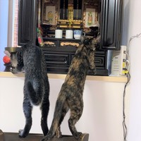 まゆちゃんとひでくんもお仏壇にお参り。にゃむにゃむ