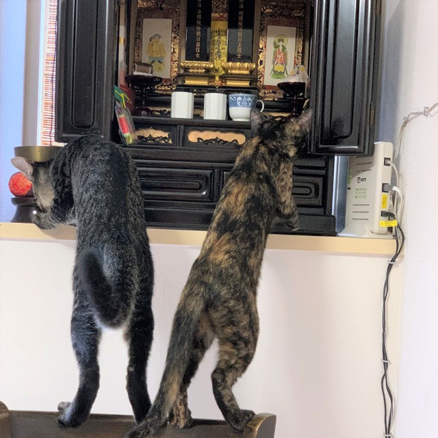 まゆちゃんとひでくんもお仏壇にお参り。にゃむにゃむ