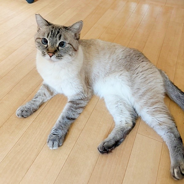 床上でくつろぐふぅさん（画像提供：北田千尋さん）