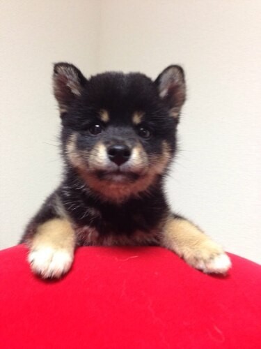 家にきたころの「ひまわり」