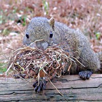 体が大きく、綱渡りやぶら下がりが得意なクリハラリス（画像提供：NPO法人町田リス園 公式）