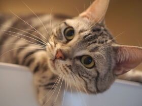 忘れっぽくなった母と「猫クイズ」　少しでも長く母と愛猫の時間が続くことを願う