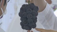 岡山県産ピオーネとオーロラブラックの共進会　30余りのブドウ農家が出品