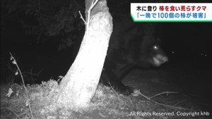 柿と干し柿を食い荒らすクマ　カメラに一部始終　宮城・色麻町