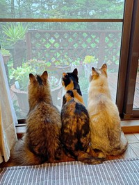 ニャルソックするももこちゃんたち（画像提供：ともねぇさん）