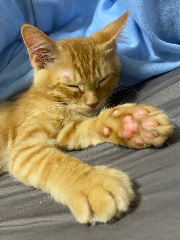 生後4カ月ころ、すやすやと眠る虎太郎くん（画像提供：梅虎さん）