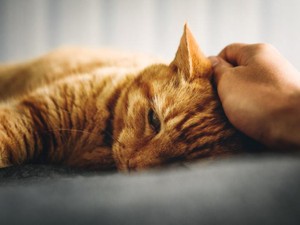 撫でろと言わんばかりの猫を「ありがとう」と撫でることは、働く意味に似ている