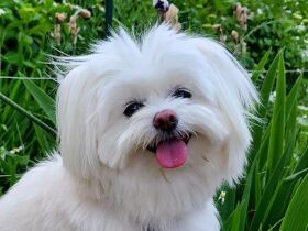 ごちそうさま～！　ごはんのあとになぜかドタバタ踊るミックス犬「コロン」