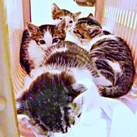 生後2カ月、4兄妹で保護されたセロイくん（画像提供：パッツン前髪のセロイと弟プランスさん）