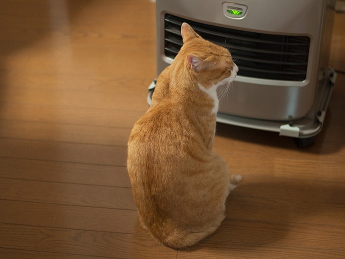 「ぽんた兄さんはストーブの音が苦手だったけど、僕はへっちゃらさ」（小林写函撮影）