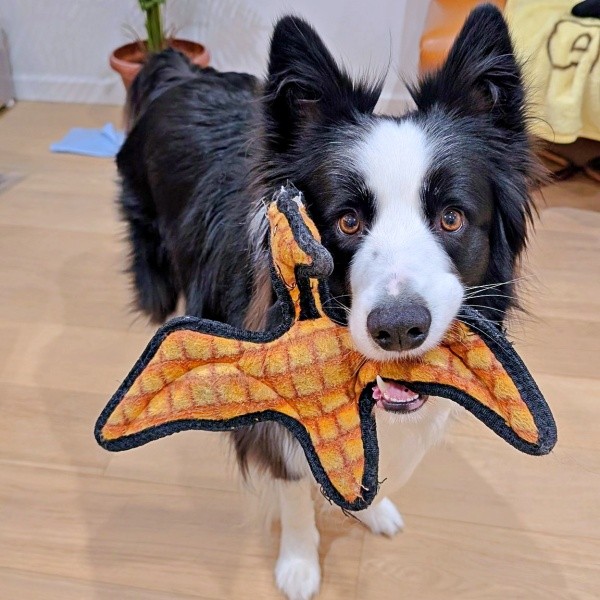 「遊ぼう！」 お気に入りのおもちゃを持ってきたルークくん（画像提供：ボーダーのルークさん）