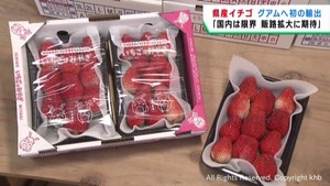 宮城県産イチゴがグアムへ初輸出　鮮度を保ち成田空港経由で