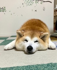 ぺちゃんこになって眠るまるちゃん（画像提供：祥&柴犬のまるちゃんさん）