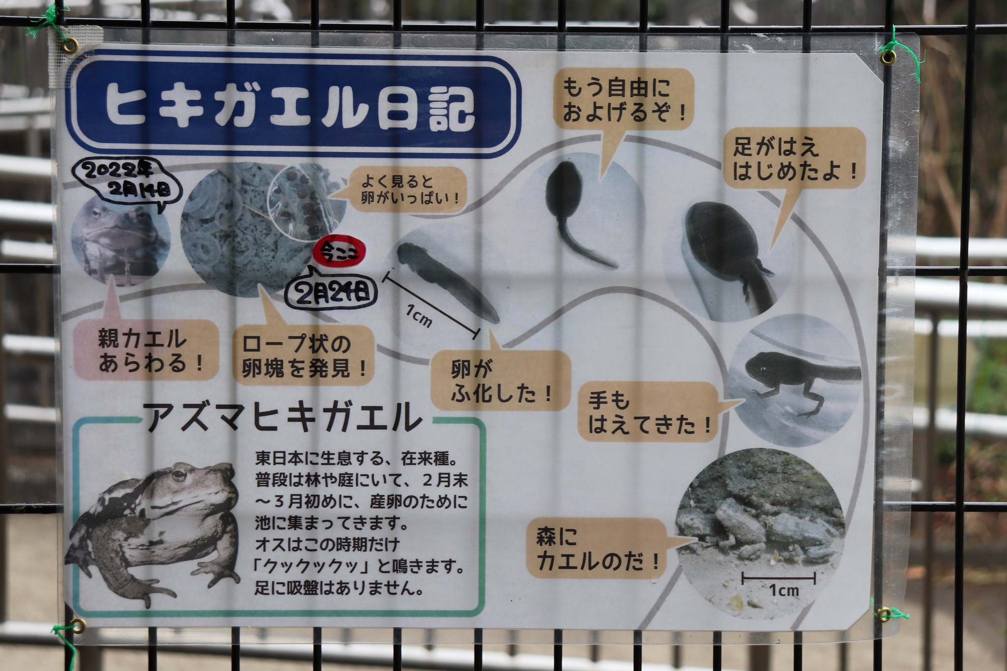 カエルが苦手な人は、離れてみて」公園の大人向けに掲示されたポスター