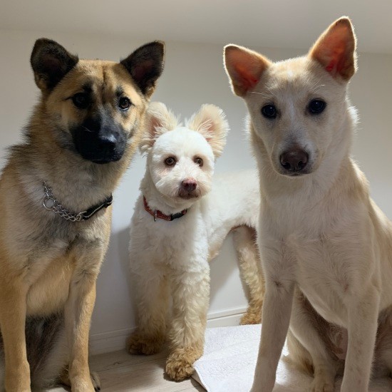 東京の保護団体に預けられていたころ。スフレという名前は保護団体で付けてもらったもの（井上菊さん提供）