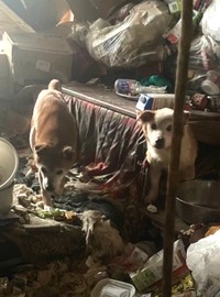 犬たちの唯一の居場所がこのゴミの中にあるコタツの中（「特定非営利活動法人DOG BASE」さん提供）