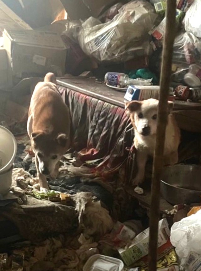 犬たちの唯一の居場所がこのゴミの中にあるコタツの中（「特定非営利活動法人DOG BASE」さん提供）