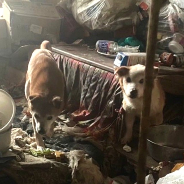 犬たちの唯一の居場所がこのゴミの中にあるコタツの中（「特定非営利活動法人DOG BASE」さん提供）