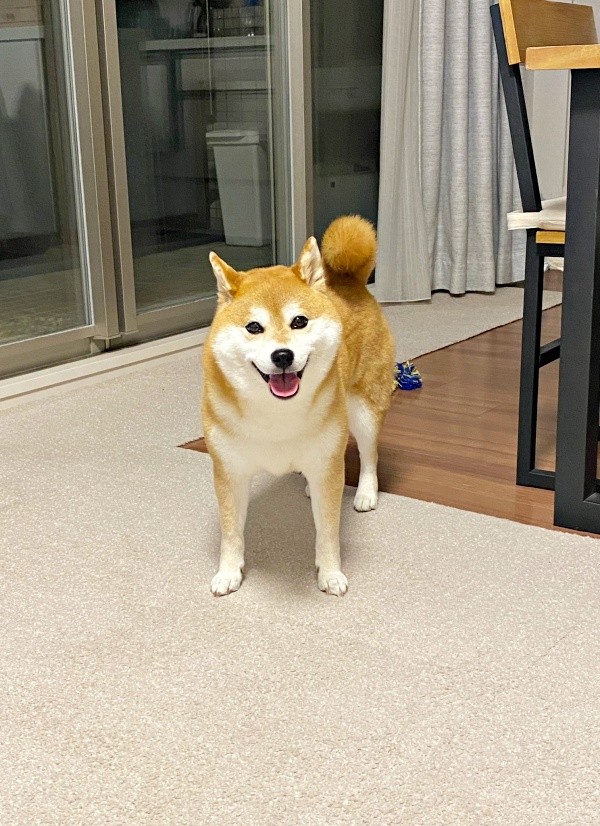 「ぽっこんぴんちゃん」という謎あだ名でも振り向いてくれるひるねちゃん（画像提供：柴犬 ひるねさん）