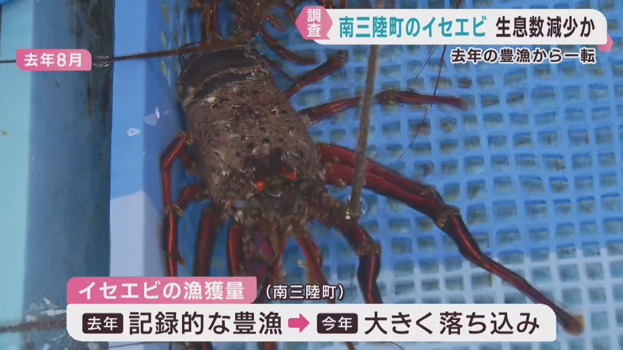 イセエビ異例の豊漁から一転　生息数が減少　宮城・南三陸町