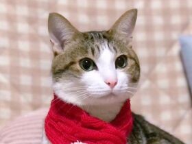 全国ネットのテレビ番組にも出演！　投げた風船を上手に返すキジ白猫「もも」