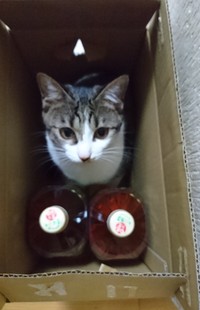 行方不明になって家族が大慌て！ こむぎちゃんは箱の中でひっそりと佇んでいました（画像提供：きのひとまるさん）