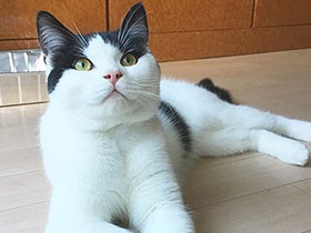 お外をウォッチング中　スコティッシュフォールドの「豆蔵」