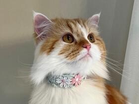 キトンブルーの瞳で嬉しそうに見つめる　家族をとりこにしたマンチカン「シャロン」　