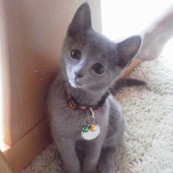 家にきたころの「Louis」