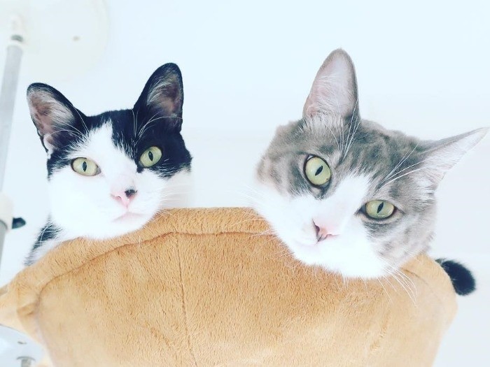 矢沢さんが現在一緒に暮らしているダッシュとシルブ（矢沢さん提供）　