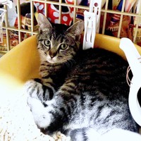 子猫時代、飼い主さん見つめるココちゃん（画像提供：ココ･リボンさん）