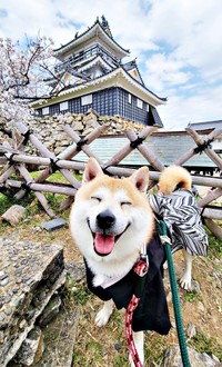 浜松城の天守閣を背景にニコニコ笑顔のらいとくん（画像提供：柴犬らいと（巨柴）＆夜盲 章さん）