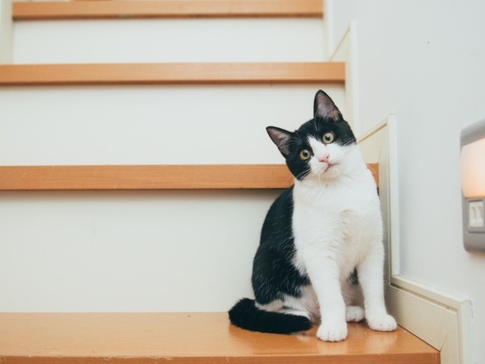 昨秋に保護した白黒のチロル。今は新たな家族のもとで幸せに暮らしている。