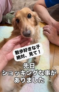 イベントの「ドッグマッサージ師」から「散歩2カ月禁止」と言われショックを受けたことを、飼い主さんがInstagramで報告（飼い主さん提供、Instagramよりキャプチャ撮影）