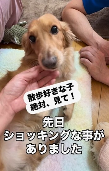 イベントの「ドッグマッサージ師」から「散歩2カ月禁止」と言われショックを受けたことを、飼い主さんがInstagramで報告（飼い主さん提供、Instagramよりキャプチャ撮影）
