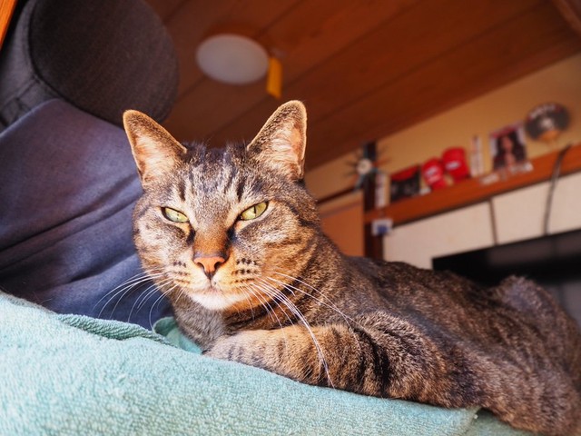 一家のイケメンボスになった蓮くん（画像提供：うにねこさん）