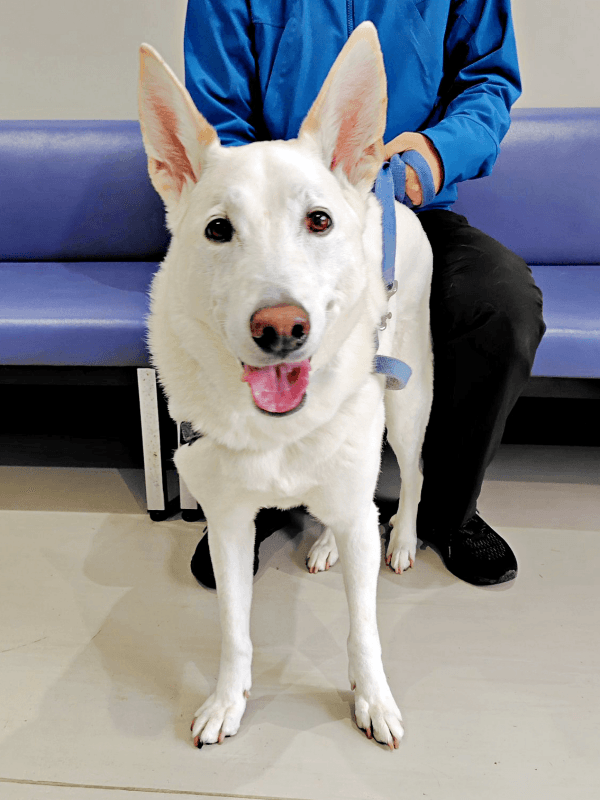 左脚の前十字靭帯断裂の手術を受けた（画像提供：テラゾーくん）